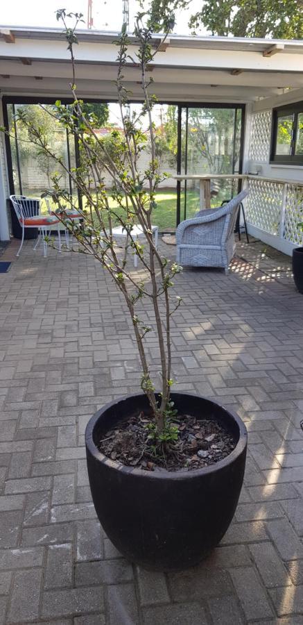 Spacious Garden Unit On Fordyce Port Elizabeth Esterno foto
